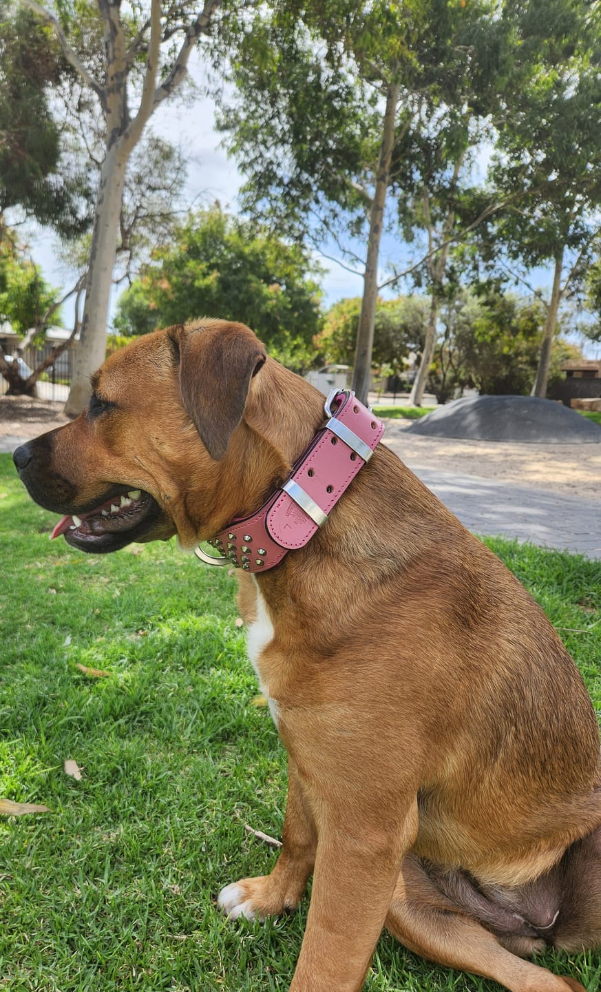 Customer photo review of Hand Made Leather Dog Collar - RuffNeck Pink & Chrome (Wide Fit)