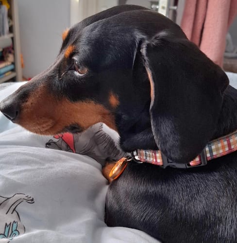 Customer photo review of Collar - Plaid Pup