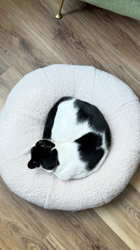 Customer photo review of Taro Pudding Bed