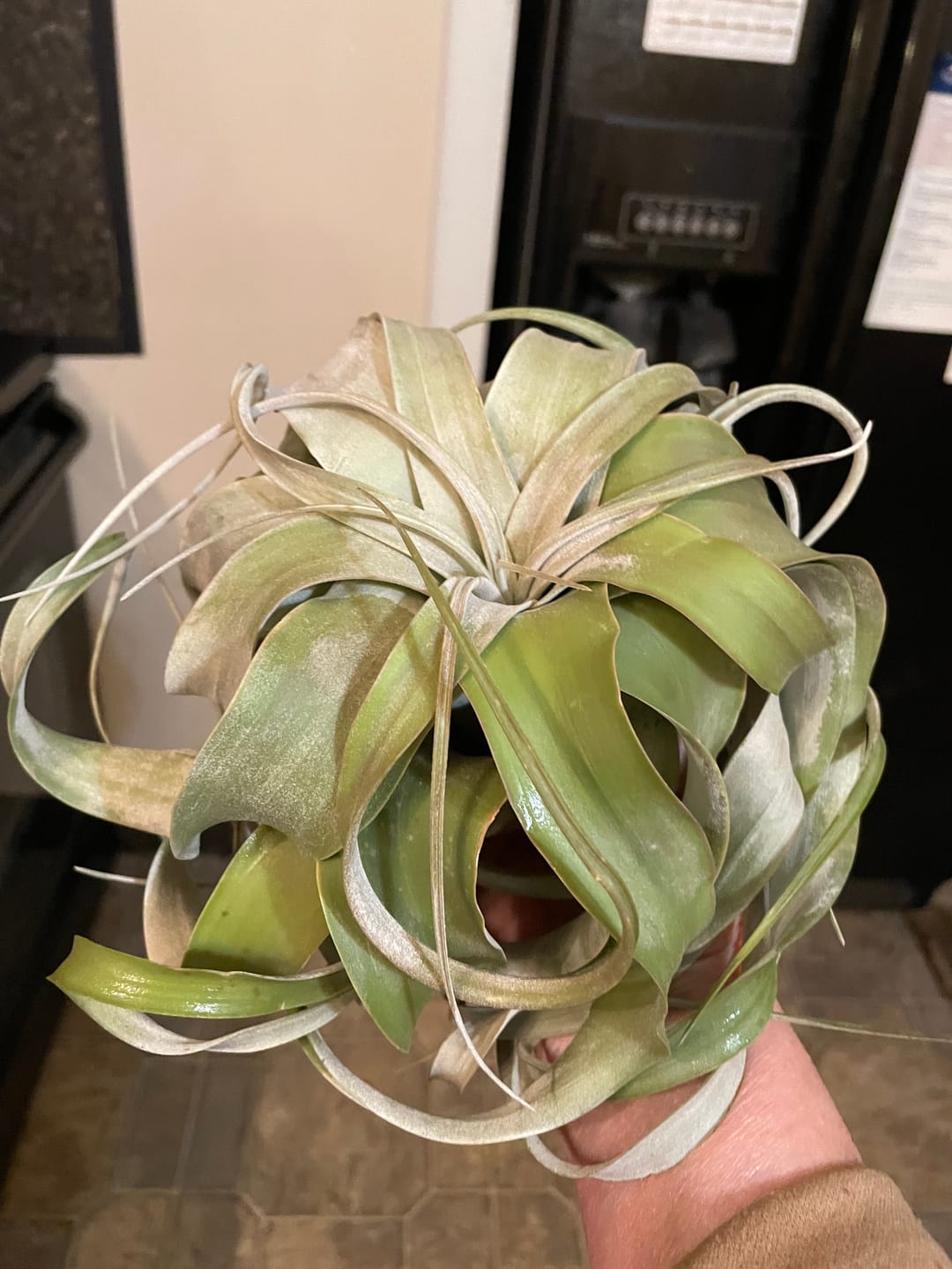 Customer photo review of Xerographica Thick Leaf Form  *Cannot Be Shipped Internationally*