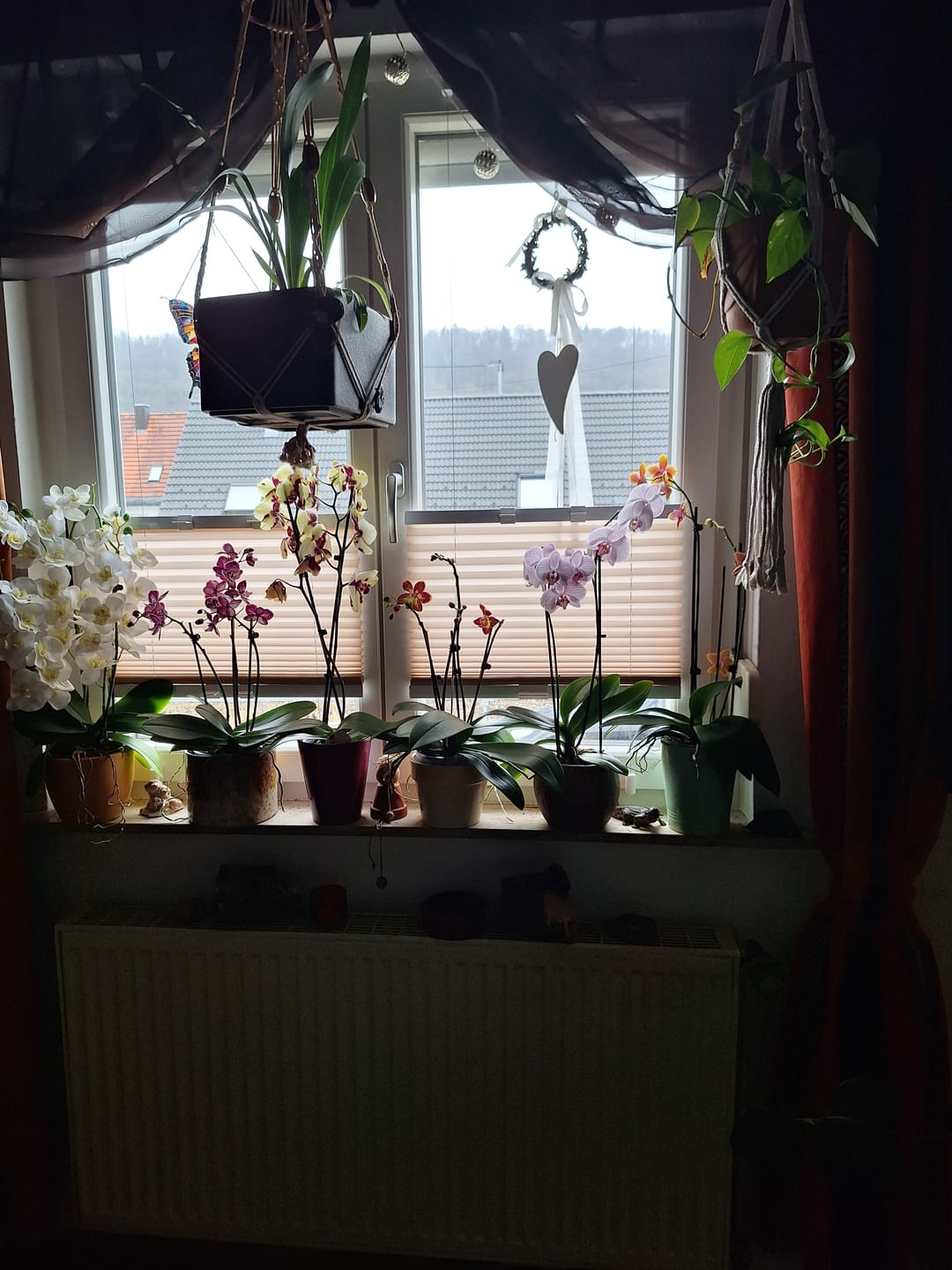 Customer photo review of Cochleanthes im Ampeltopf in versch. Farben