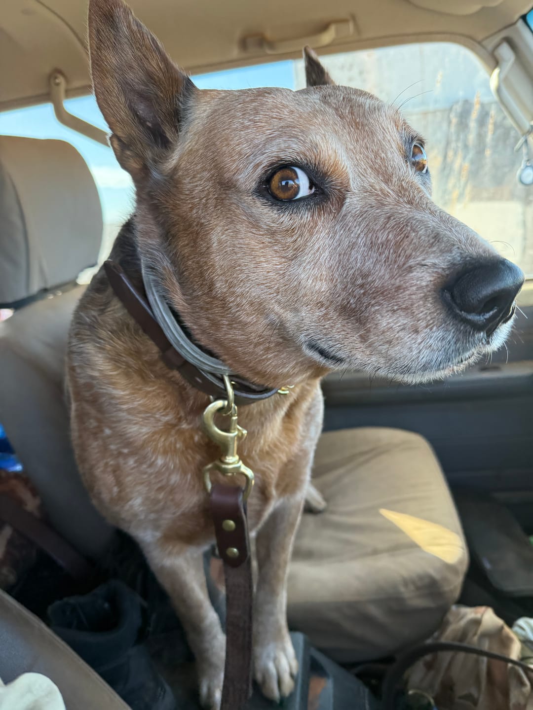 Customer photo review of Dog Lead