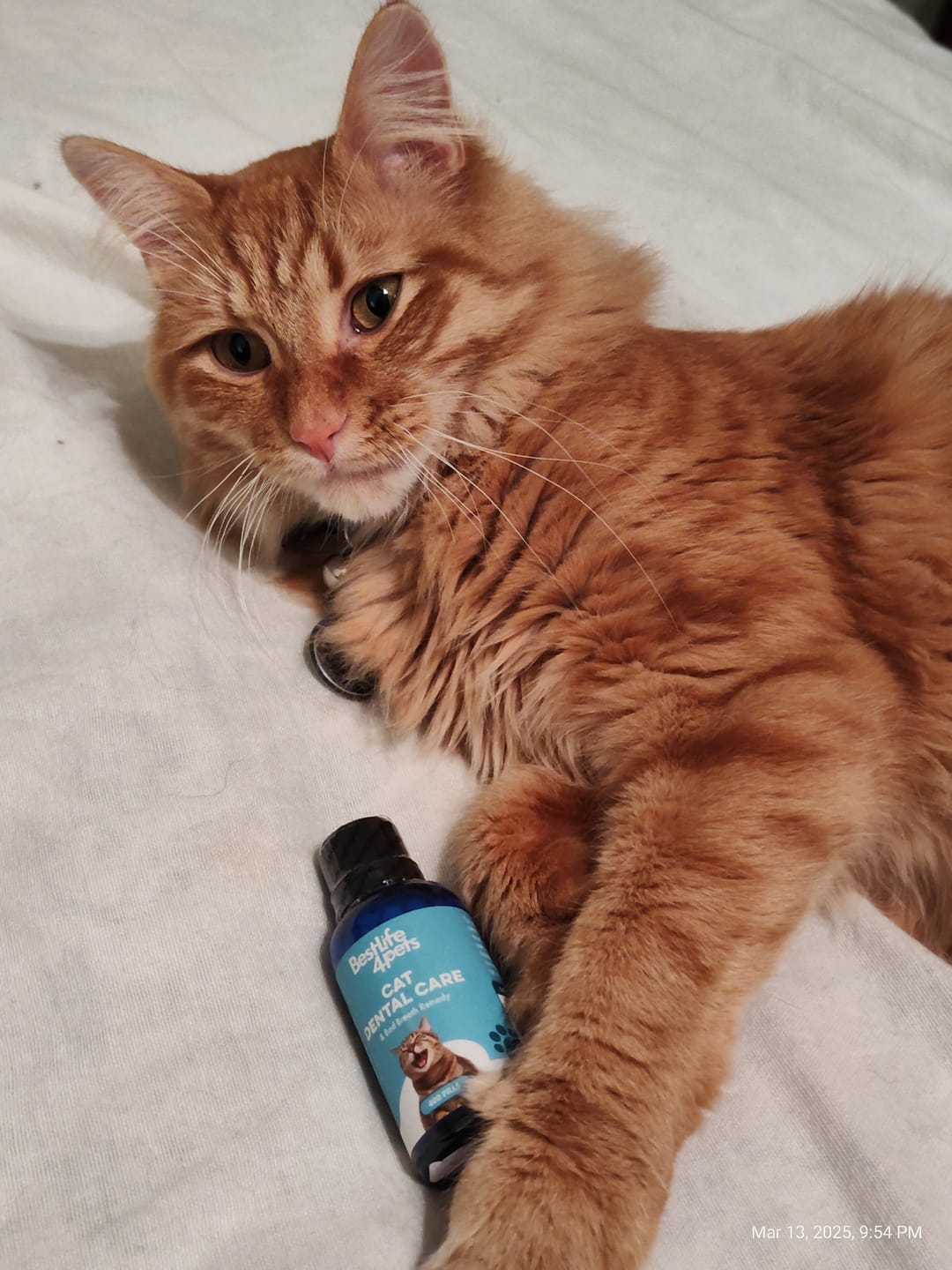 Customer photo review of Cat Allergy Relief & Immune Support Remedy