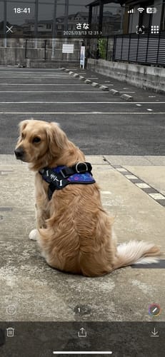 Customer photo review of FunFunPet 高機能ハーネス（お名前タグ作成サービス付き）