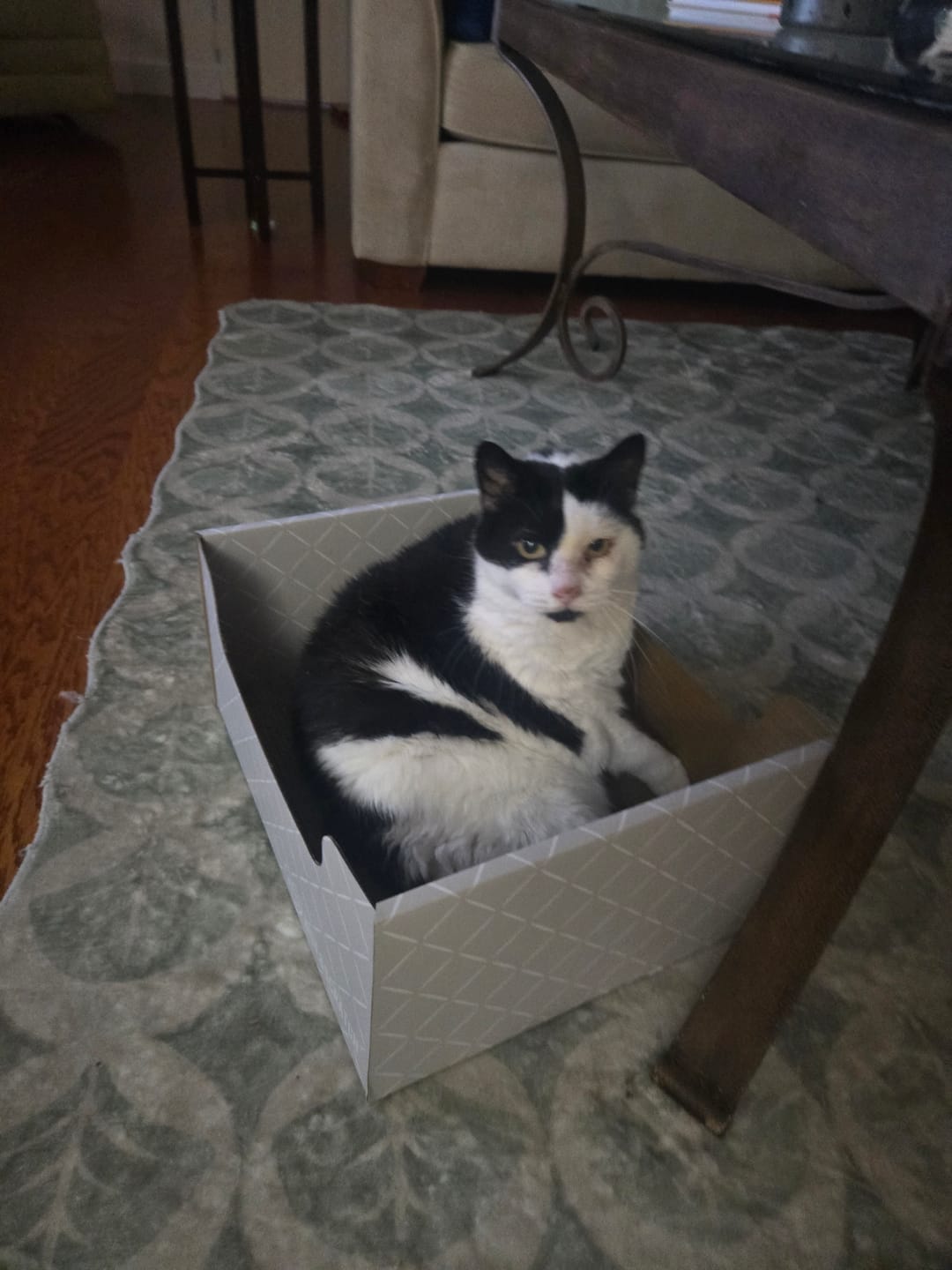 Customer photo review of Hide & Scratch Extra-Large Cat Scratcher Box