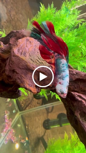 Customer video review of Multicolor Halfmoon Male Betta Fish | High Grade | Order Directly From Farm |  You Pick Fish |
