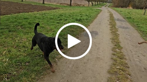 Customer video review of Lucky Belly