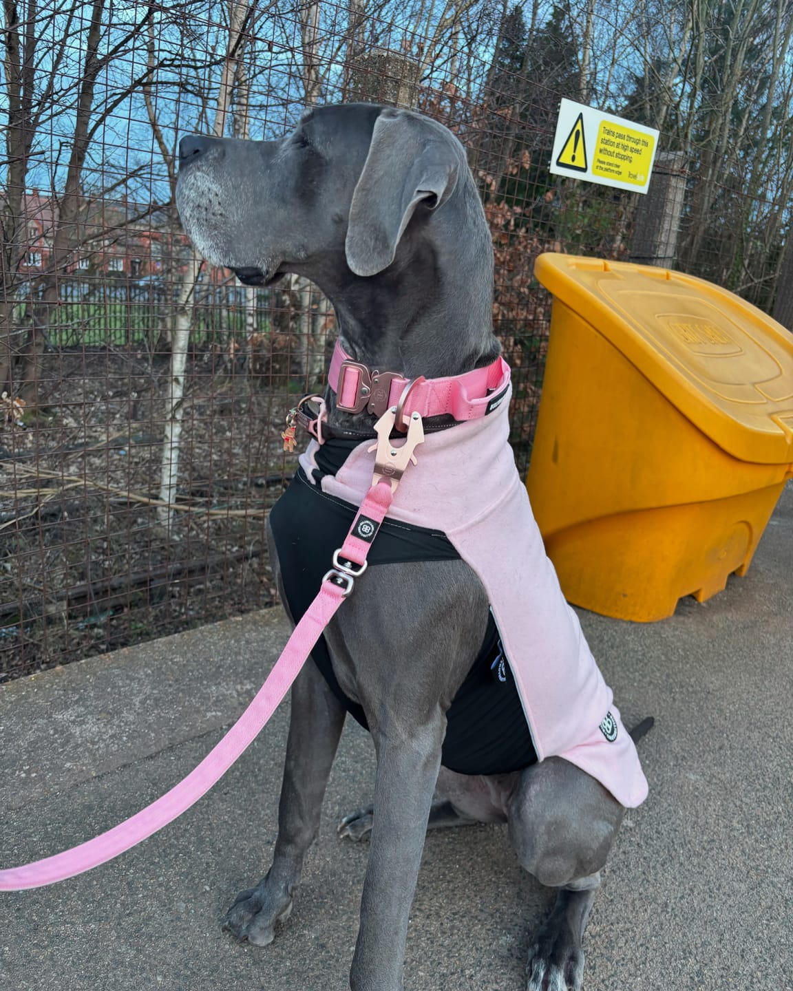 Customer photo review of 1.4m Lighter Swivel Combat Lead | Anti-Tangle & Secure Clip - Pink x Pink