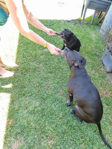 Customer photo review of Cow Hooves