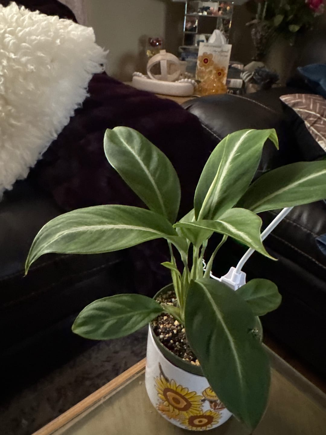 Customer photo review of Spathiphyllum 'Silver Streak'