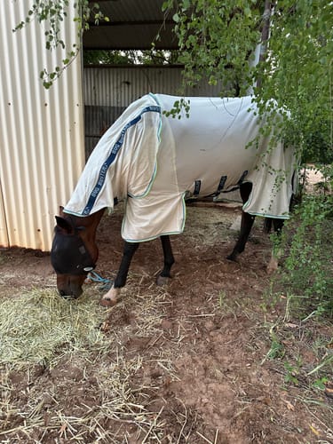 Customer photo review of Amigo Bug Buster Fly Sheet