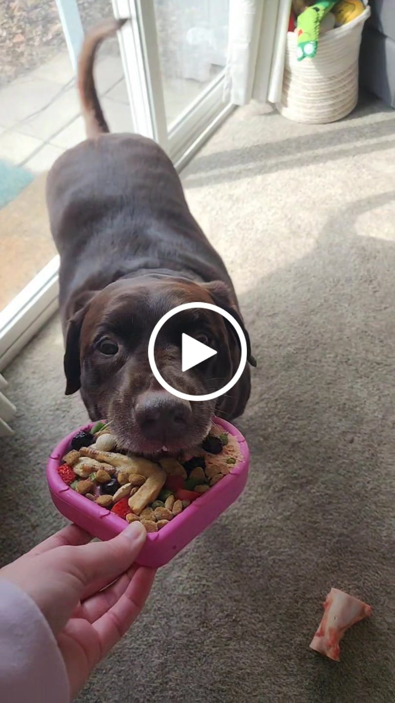 Customer video review of FreezHeart - Durable Heart Enrichment Chew