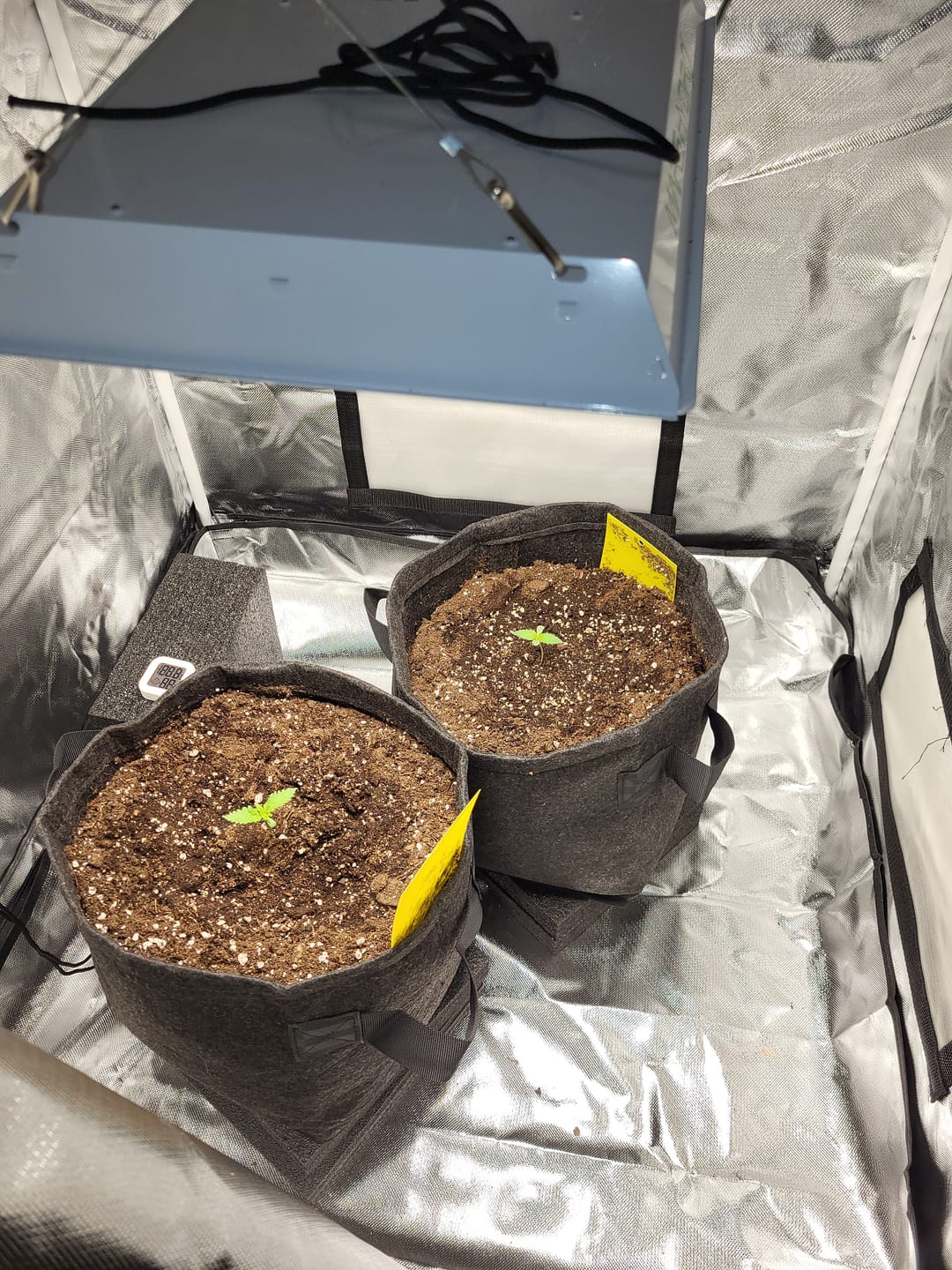 Customer photo review of Jack Herer Automatic Cali Strain Cannabis Samen - Autoflower - F1 Samen