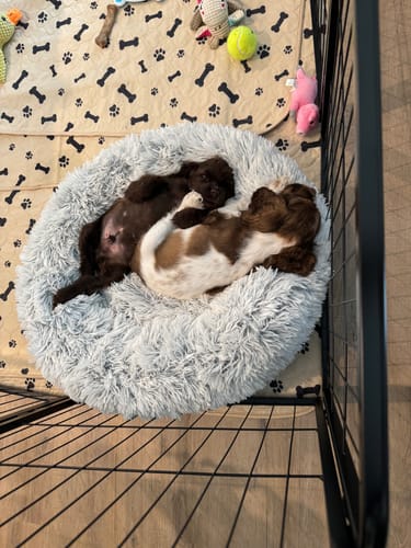 Customer photo review of Potty Buddy™ - The Durable Leak-Free Potty Pad