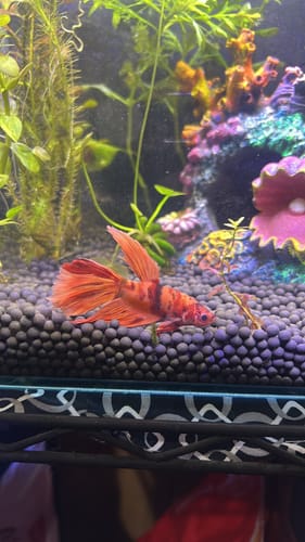 Customer photo review of Mix Galaxy Halfmoon Male Betta Fish High Grade | Buy 4 Get 1 Free | Mystery Betta