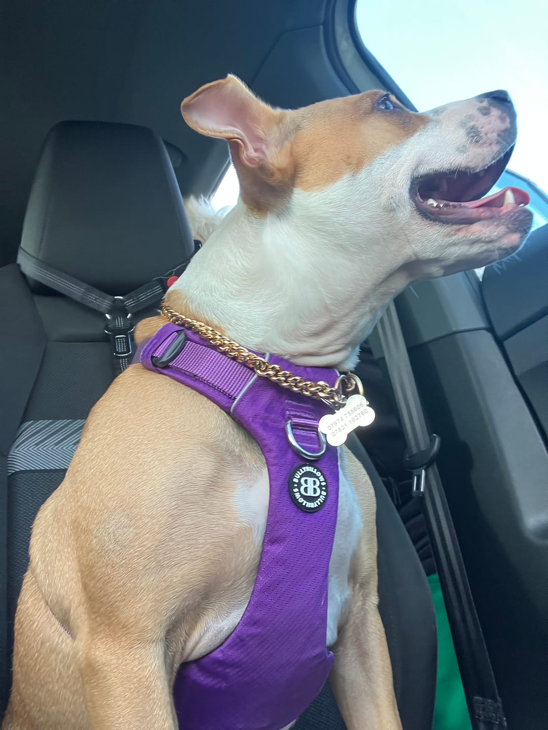 Customer photo review of Air Harness | Anti-Pull & With Handle - Purple