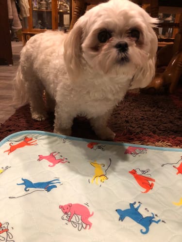 Customer photo review of Potty Buddy™ - The Durable Leak-Free Potty Pads