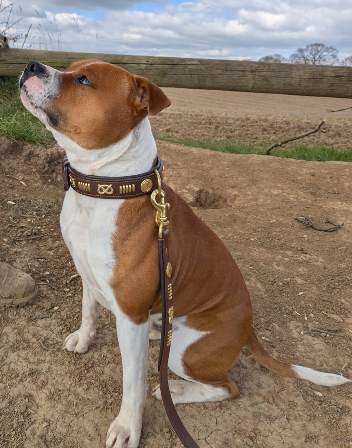 Customer photo review of Staffordshire Bull Terrier 1935® Leather Collar & Leash Set - Gladiator - Brown/Gold
