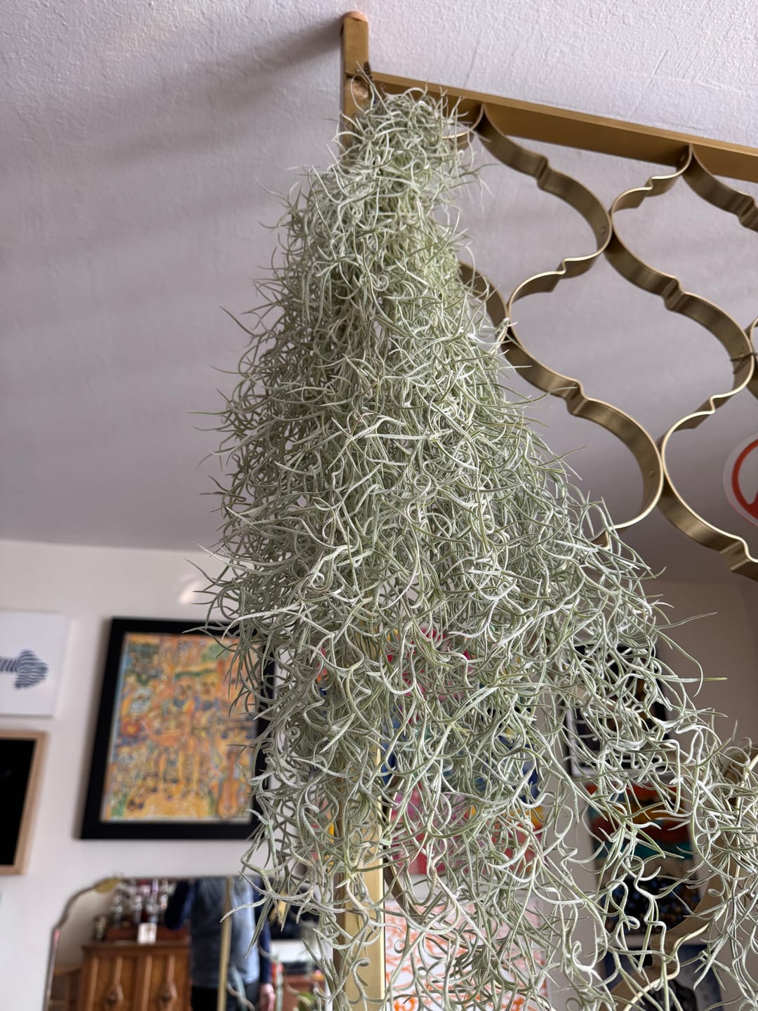 Customer photo review of Usneoides (Spanish Moss) White  On Hanging Wire!