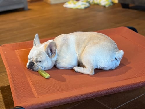 Customer photo review of Mint Yak Chews