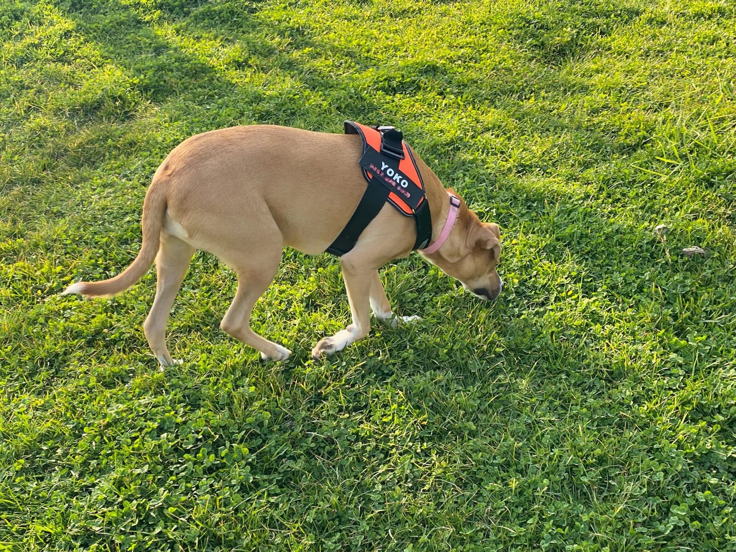 Customer photo review of MellowPurr Özelleştirilebilir No Pull Köpek Tasması