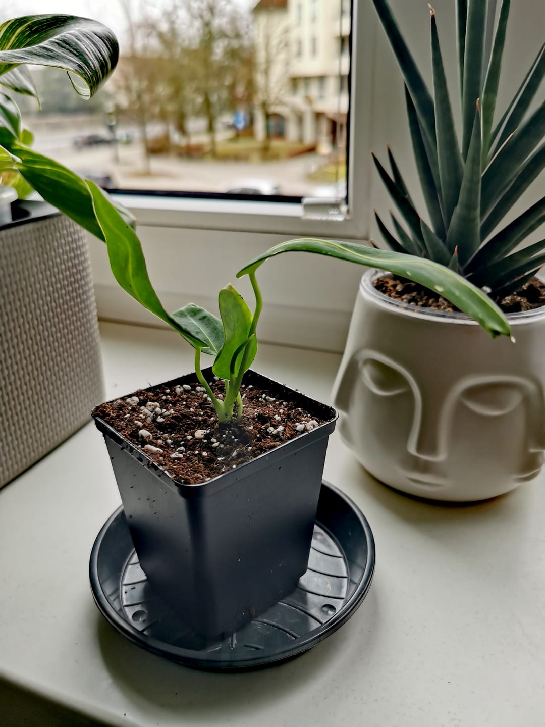 Customer photo review of ANTHURIUM WAROCQUEANUM
