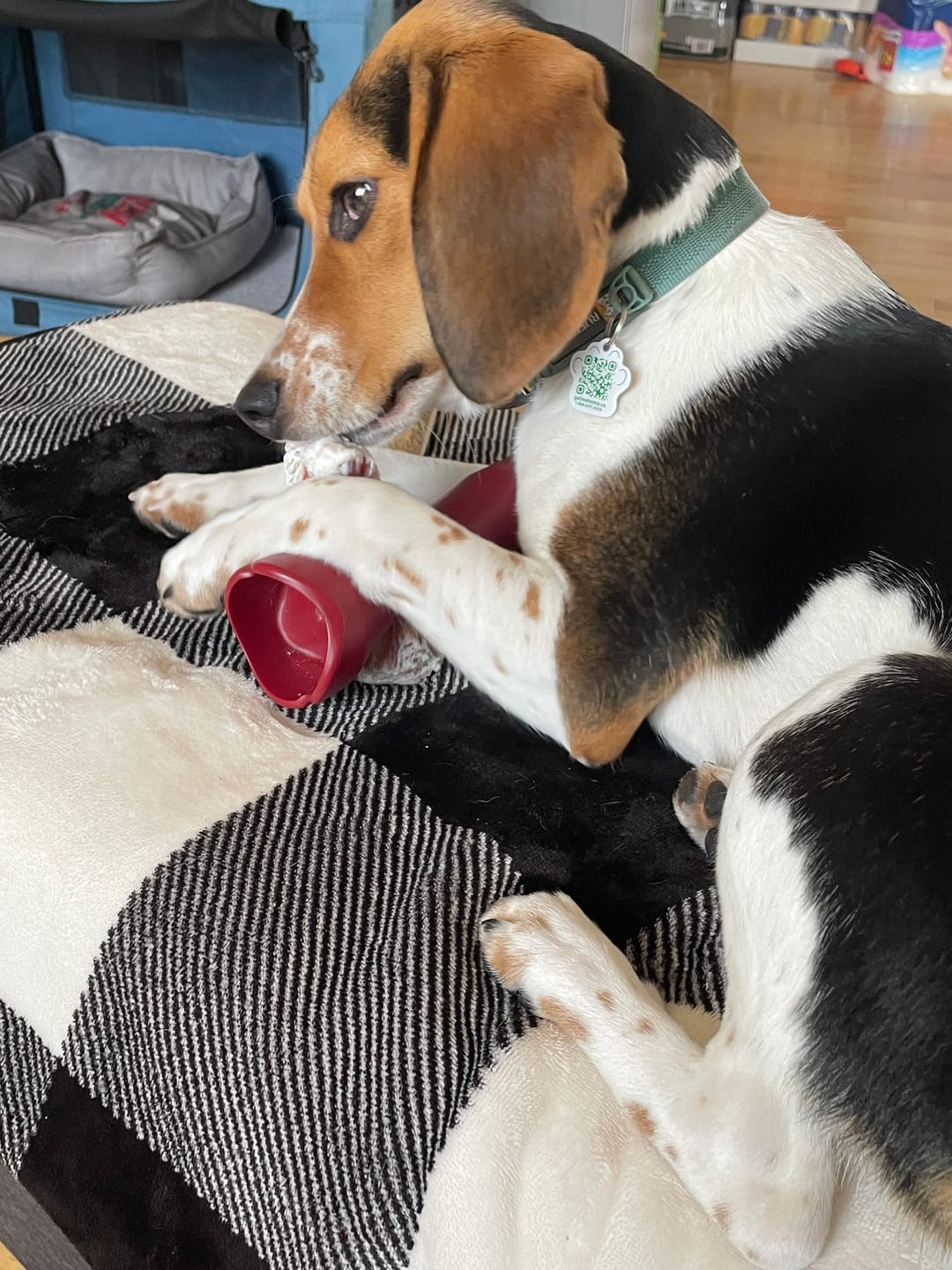 Customer photo review of 12 Inch Monster Braided Bully Stick