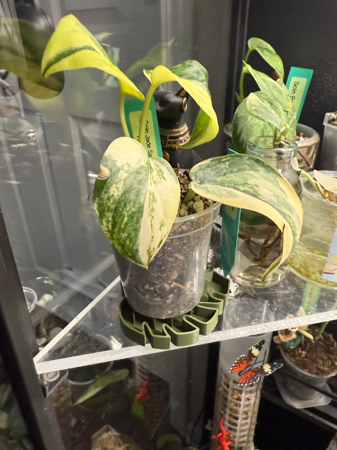 Customer photo review of Sausr - Leaf-shaped Pot Saucer - Drip tray for houseplants - Humidity tray