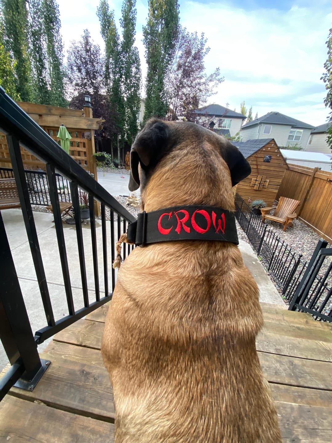 Customer photo review of 5cm Combat® Collar | With Handle & Secure Clip - Metal Grey