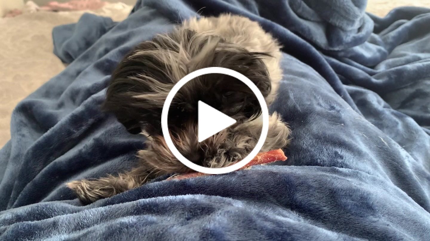 Customer video review of Vrac Nature's Own - Batonnets oesophage de boeuf pour chien