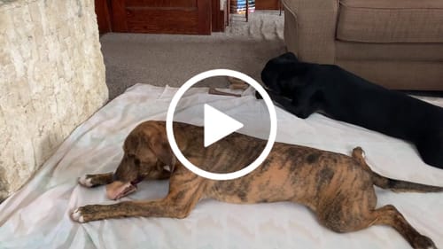 Customer video review of Smoked Beef Marrow Bone