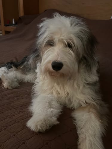 Customer photo review of Pet Art Canvas Wrap