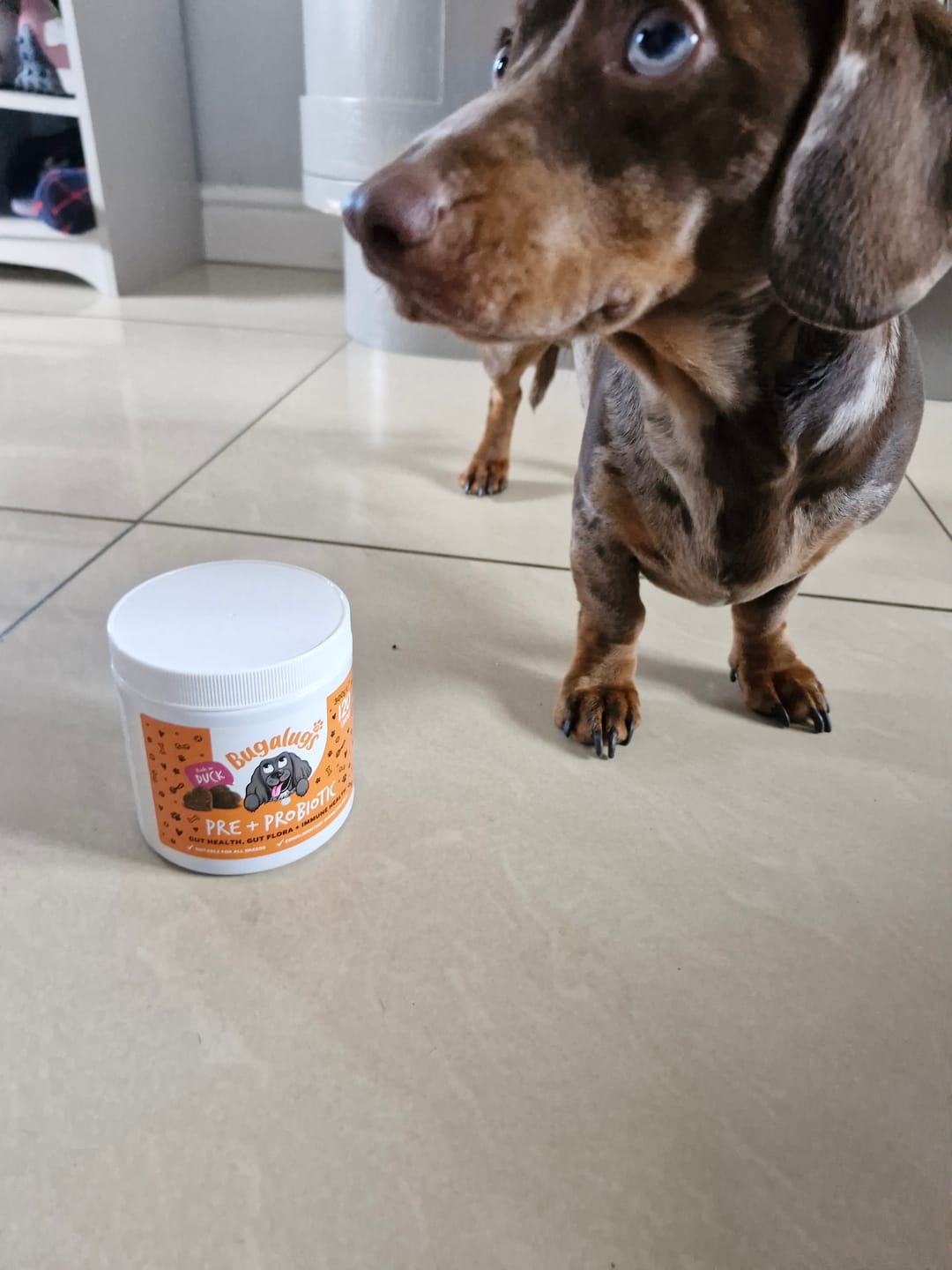 Customer photo review of Pre & Probiotic Supplement Chews for Dogs