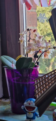 Customer photo review of Duftorchidee Elemental mit gelben Blüten mit 2 Rispen