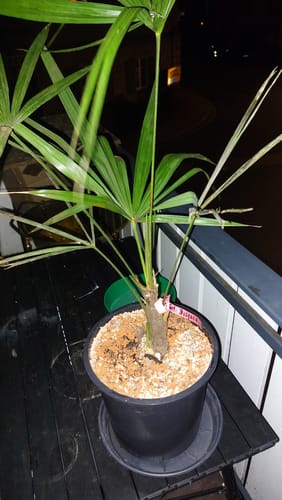 Customer photo review of Trachycarpus fortunei "Bulgaria" 60-80 cm