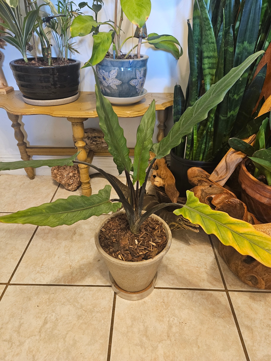 Alocasia Lauterbachiana, Purple Sword Tree | Eureka Farms