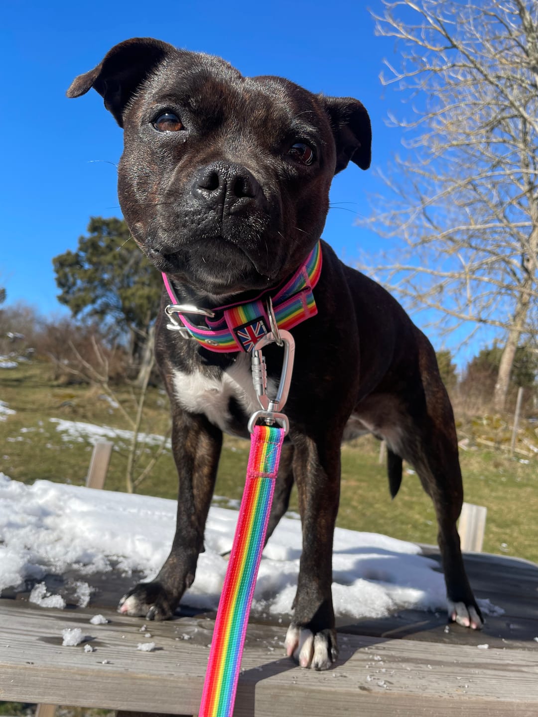 Customer photo review of Staffordshire Bull Terrier 1935® Nylon Leash - Rainbow Edition - Carabiner