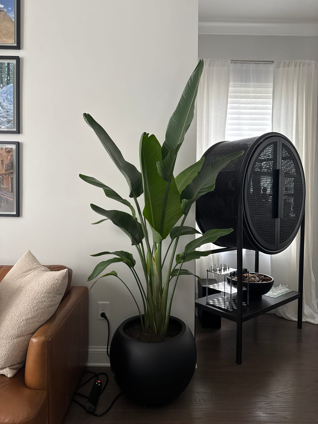 Customer photo review of Bird of Paradise White, Strelitzia Nicolai