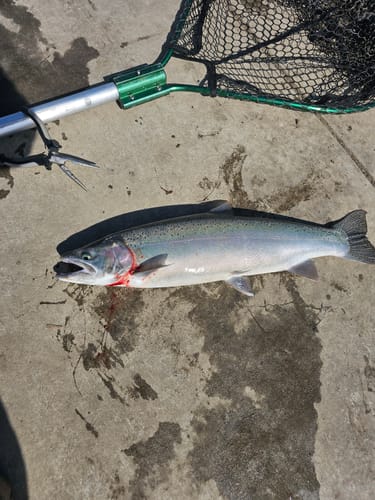 Customer photo review of Steelhead/Salmon Float Rod