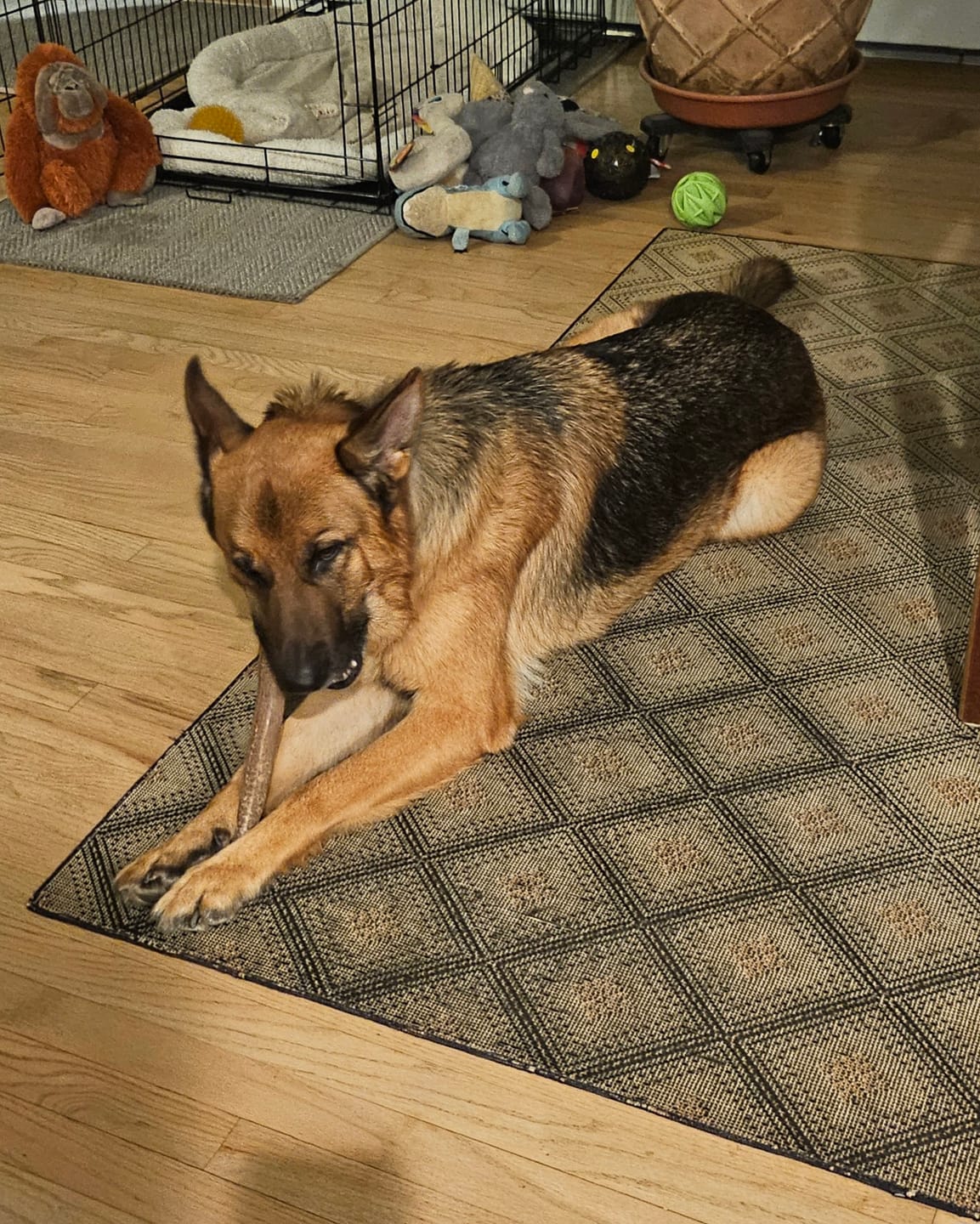 Customer photo review of Large Elk Chew