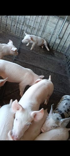 Customer photo review of Dibac Gen