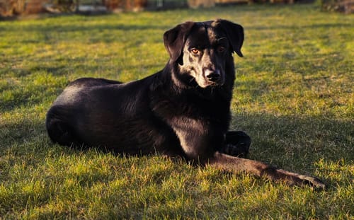 Customer photo review of Lucky Belly