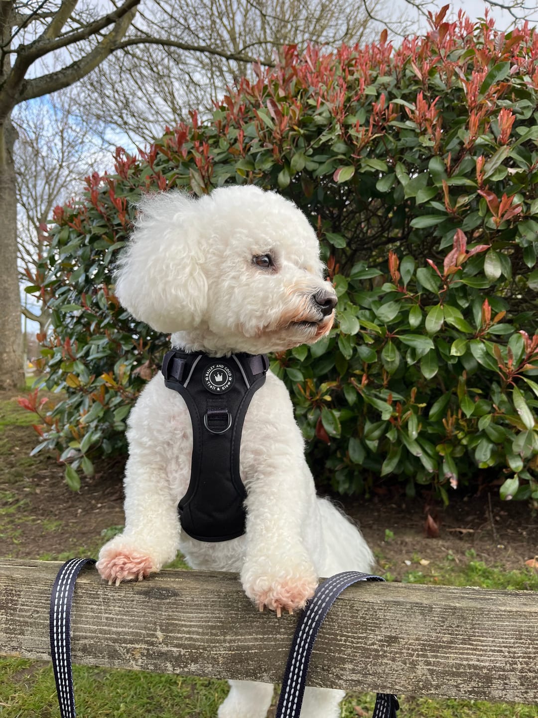 Customer photo review of Trail & Glow® Dog Harness - The Jet Black One