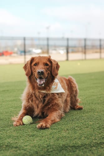 Customer photo review of Stay Golden Embroidered Bandana