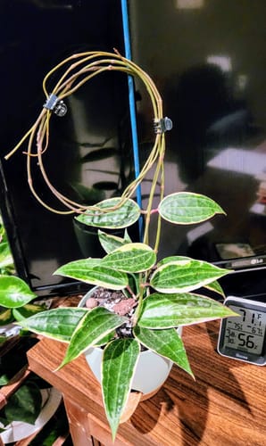 Customer photo review of Hoya macrophylla 'Variegata'
