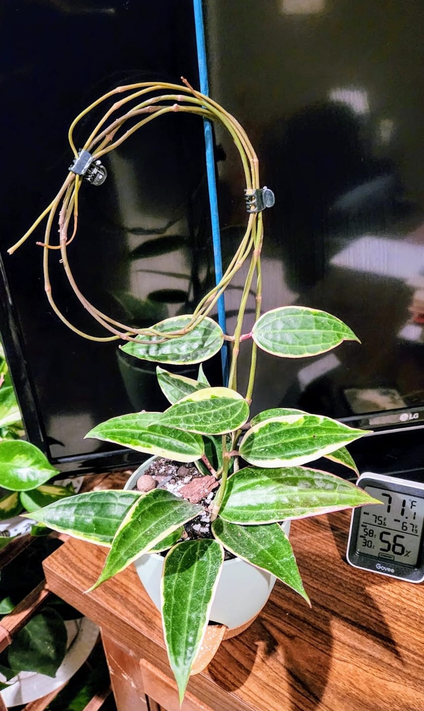 Customer photo review of Hoya macrophylla 'Variegata'