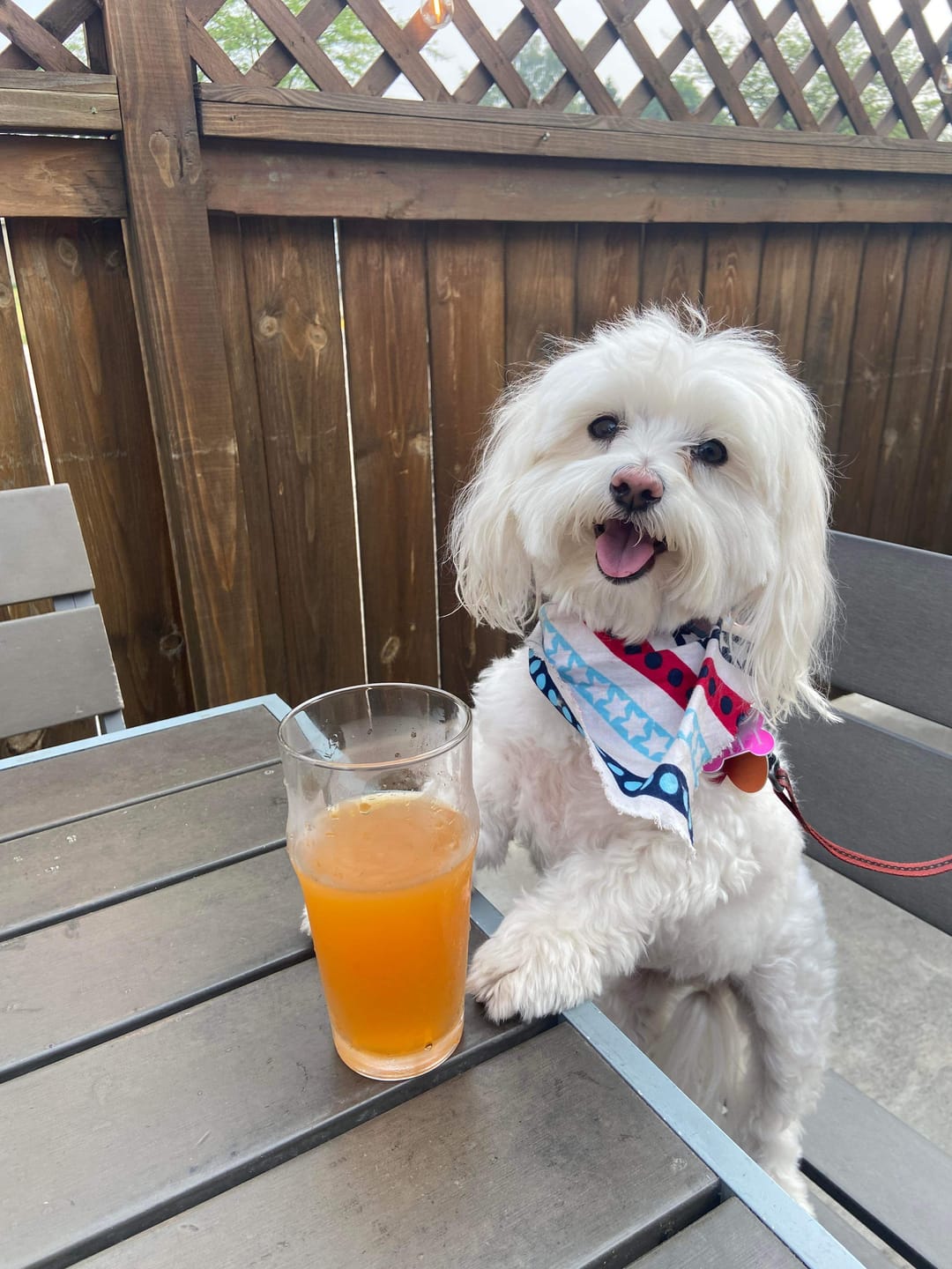 Customer photo review of Dog WALK-EASY™ Advanced Hip & Joint Pain Remedy