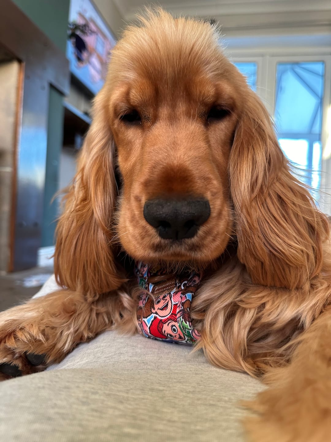 Customer photo review of Disney© Tough Trails™ Harness - Toy Story Friends