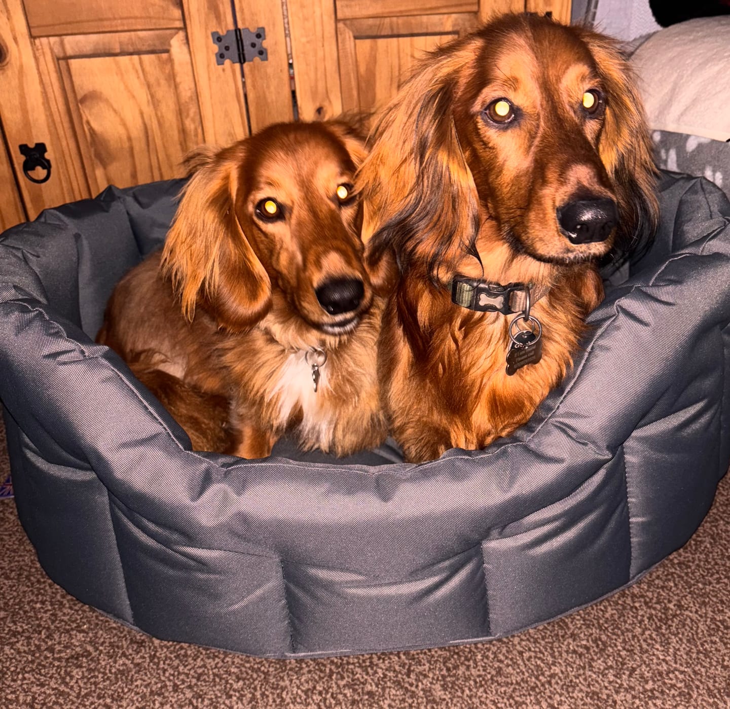 Customer photo review of Country Dog Heavy Duty Oval Waterproof Bed