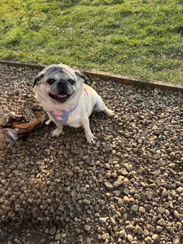 undefined review of Disney© Tough Trails™ Harness - Mad Hatters Tea Party image 1 out of 1